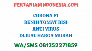 Corona F1 Benih Tomat Bisi Anti Virus Dijual Harga Murah