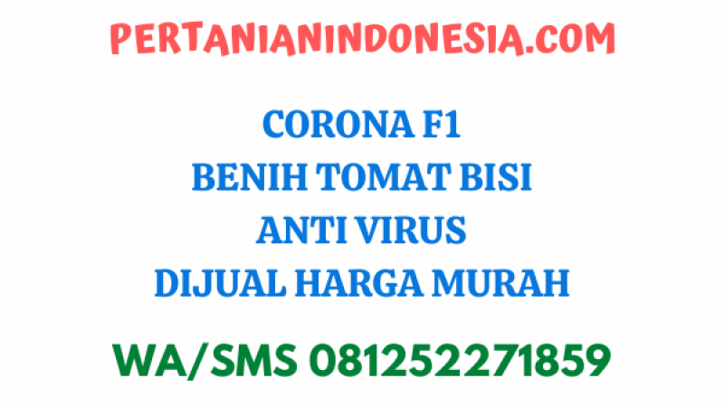 Corona F1 Benih Tomat Bisi Anti Virus Dijual Harga Murah