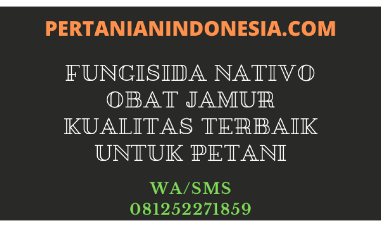 Fungisida Nativo Obat Jamur Kualitas Terbaik Untuk Petani