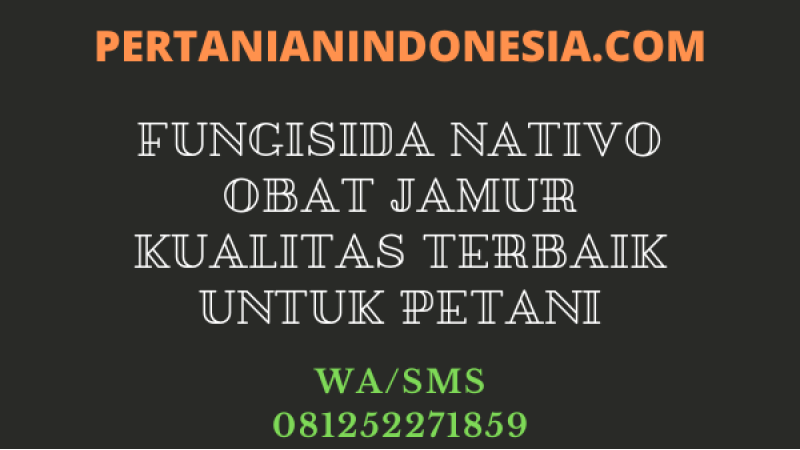 Fungisida Nativo Obat Jamur Kualitas Terbaik Untuk Petani
