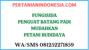 Fungisida Penguat Batang Padi Mudahkan Petani Budidaya