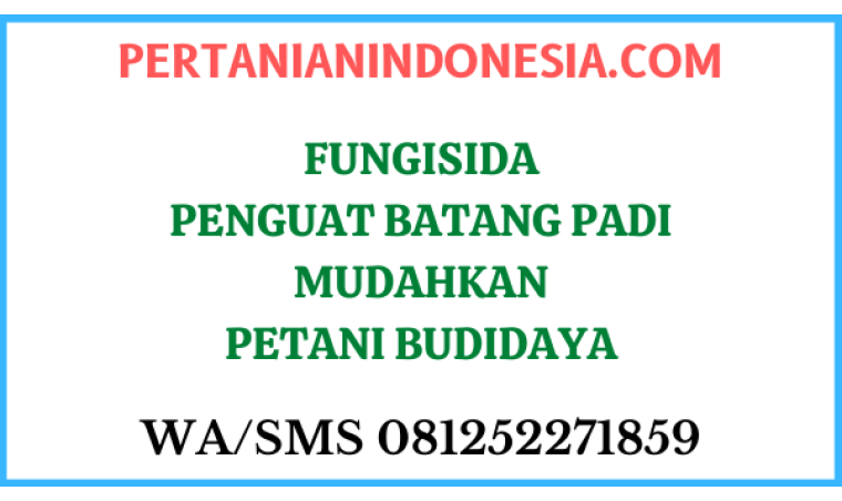 Fungisida Penguat Batang Padi Mudahkan Petani Budidaya