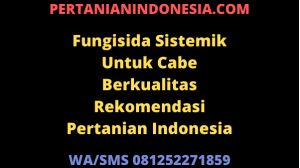 Fungisida Sistemik Untuk Cabe Berkualitas Rekomendasi Pertanian Indonesia