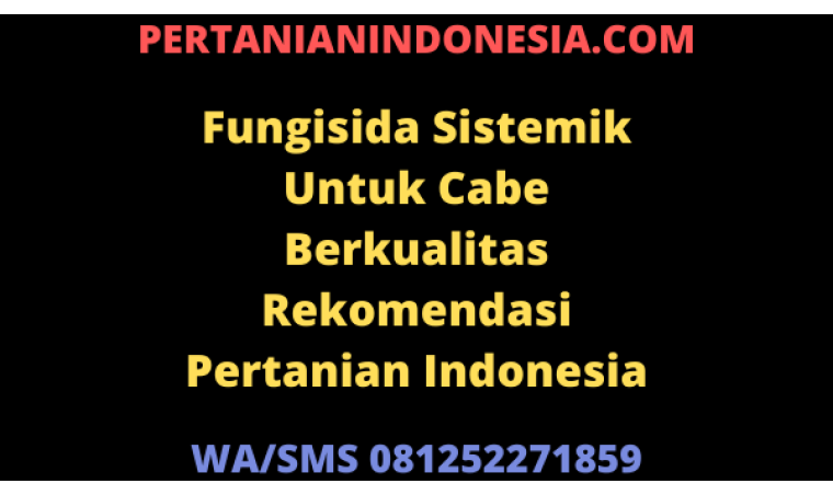 Fungisida Sistemik Untuk Cabe Berkualitas Rekomendasi Pertanian Indonesia