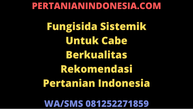 Fungisida Sistemik Untuk Cabe Berkualitas Rekomendasi Pertanian Indonesia