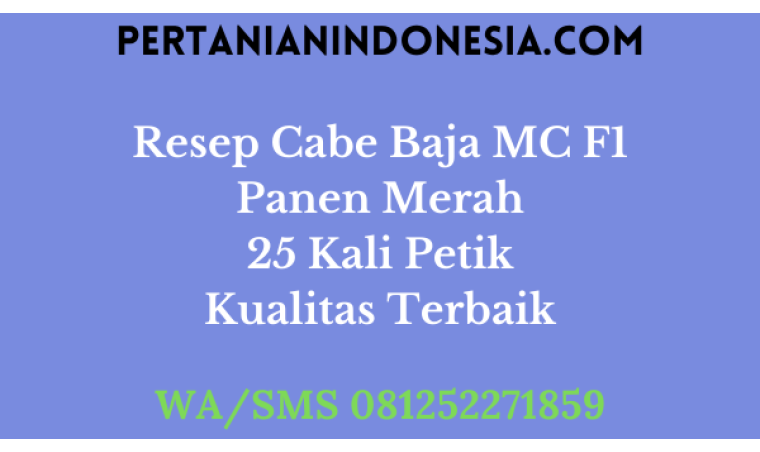 Resep Cabe Baja MC F1 Panen Merah 25 Kali Petik Kualitas Terbaik