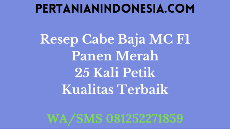 Resep Cabe Baja MC F1 Panen Merah 25 Kali Petik Kualitas Terbaik