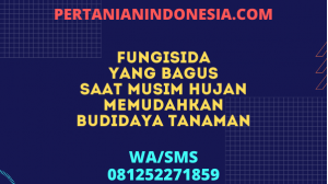 Fungisida Yang Bagus Saat Musim Hujan Memudahkan Budidaya Tanaman