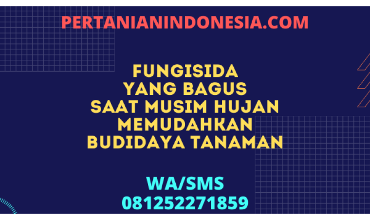 Fungisida Yang Bagus Saat Musim Hujan Memudahkan Budidaya Tanaman