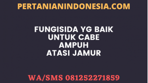 Fungisida Yg Baik Untuk Cabe Ampuh Atasi Jamur