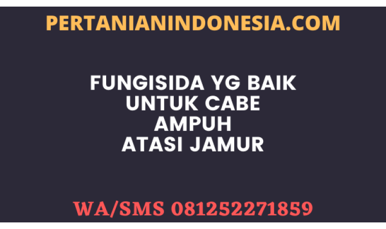 Fungisida Yg Baik Untuk Cabe Ampuh Atasi Jamur