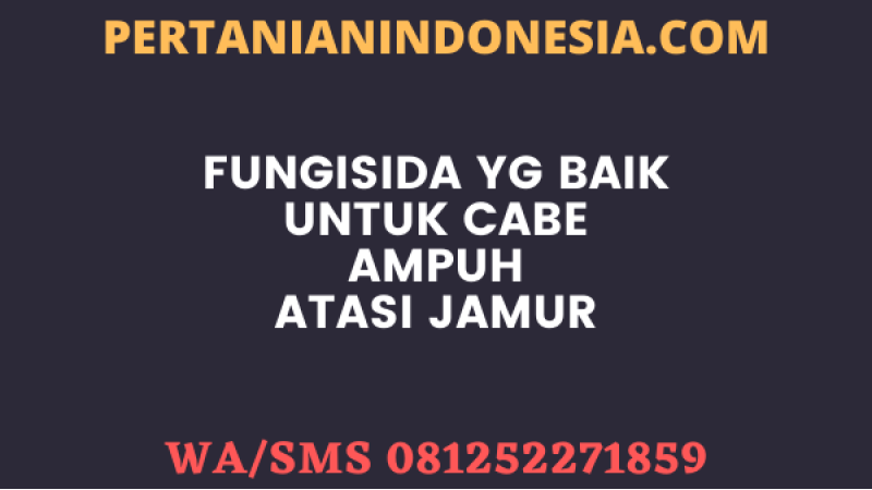 Fungisida Yg Baik Untuk Cabe Ampuh Atasi Jamur