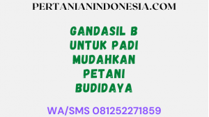 Gandasil B Untuk Padi Mudahkan Petani Budidaya