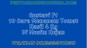 Gustavi F1 10 Cara Menanam Tomat Hasil 4 Kg di Musim Hujan