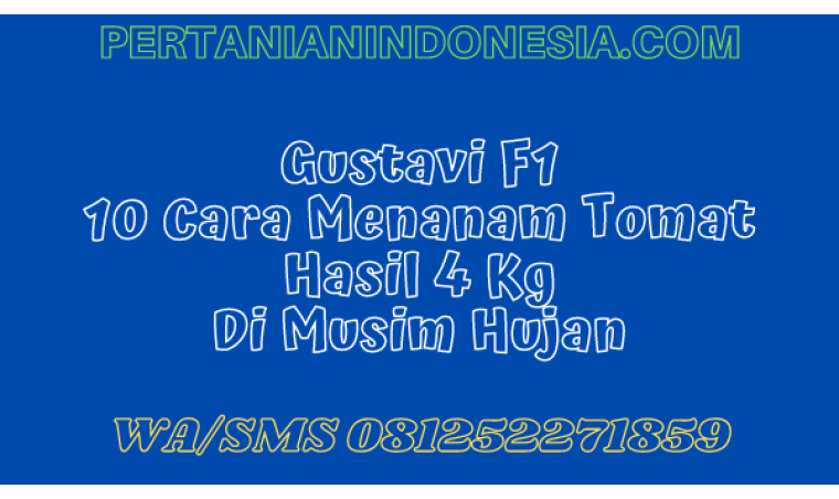 Gustavi F1 10 Cara Menanam Tomat Hasil 4 Kg di Musim Hujan