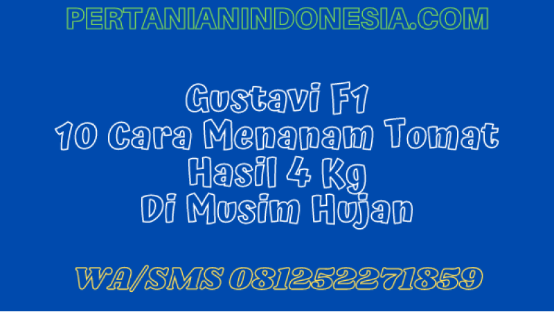 Gustavi F1 10 Cara Menanam Tomat Hasil 4 Kg di Musim Hujan
