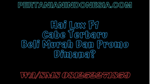 Hai Lux F1 Cabe Terbaru Beli Murah Dan Promo Dimana?