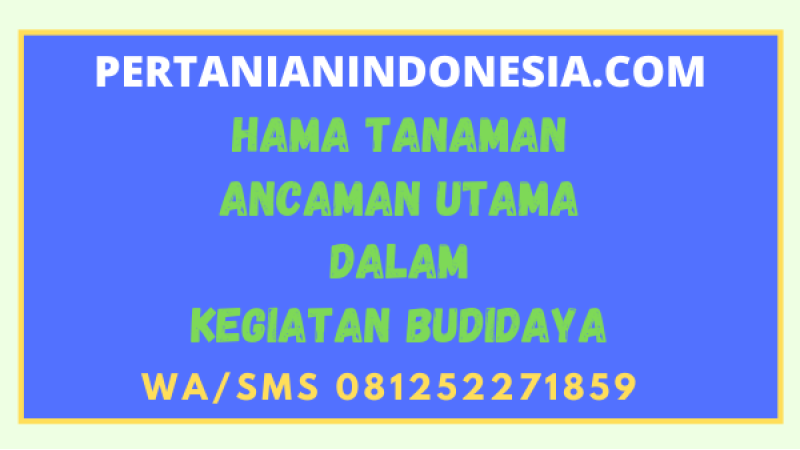 Hama Tanaman Ancaman Utama Dalam Kegiatan Budidaya