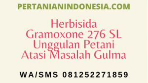 Herbisida Gramoxone 276 SL Unggulan Petani Atasi Masalah Gulma