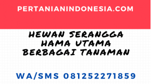 Hewan Serangga Hama Utama Berbagai Tanaman