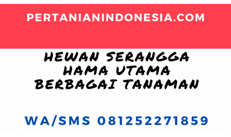 Hewan Serangga Hama Utama Berbagai Tanaman