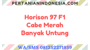 Horison 97 F1 Cabe Merah Banyak Untung