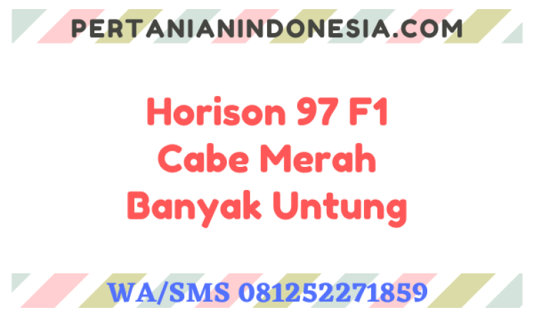 Horison 97 F1 Cabe Merah Banyak Untung