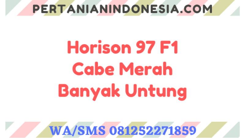Horison 97 F1 Cabe Merah Banyak Untung