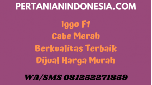 Iggo F1 Cabe Merah Berkualitas Terbaik Dijual Harga Murah