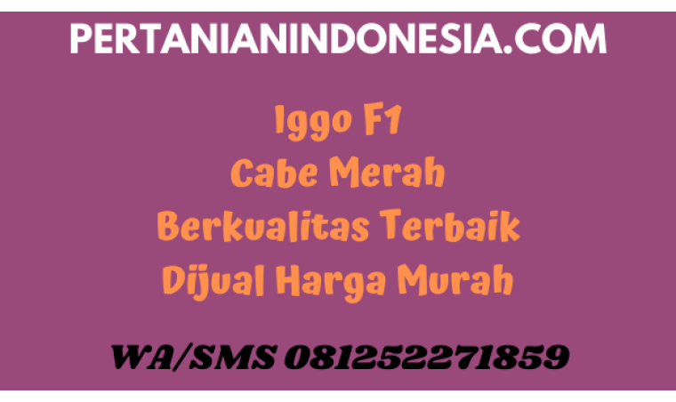 Iggo F1 Cabe Merah Berkualitas Terbaik Dijual Harga Murah