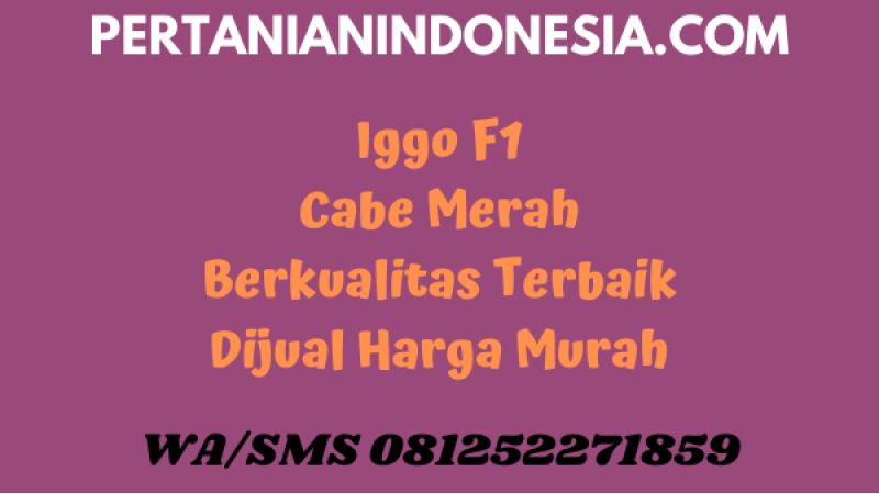 Iggo F1 Cabe Merah Berkualitas Terbaik Dijual Harga Murah