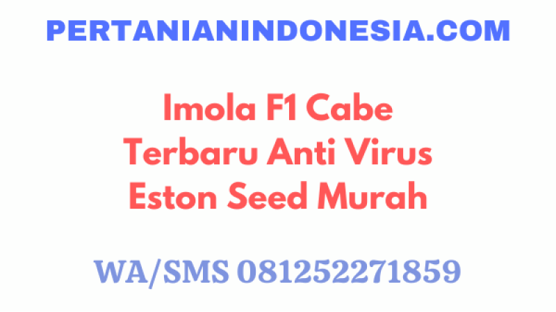 Imola F1 Cabe Terbaru Anti Virus Eston Seed Murah