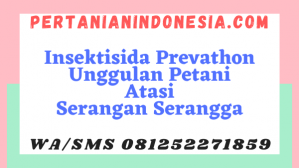 Insektisida Prevathon Unggulan Petani Atasi Serangan Serangga