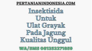 Insektisida Untuk Ulat Grayak Pada Jagung Kualitas Unggul