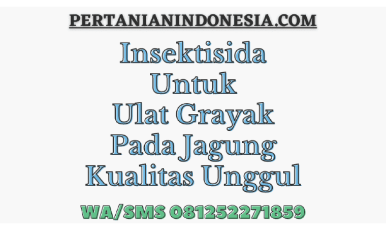 Insektisida Untuk Ulat Grayak Pada Jagung Kualitas Unggul