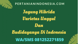 Jagung Hibrida Varietas Unggul Dan Budidayanya Di Indonesia