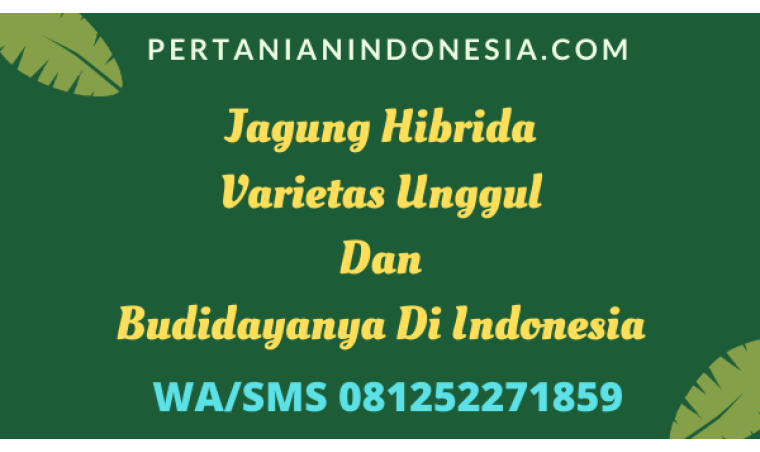 Jagung Hibrida Varietas Unggul Dan Budidayanya Di Indonesia
