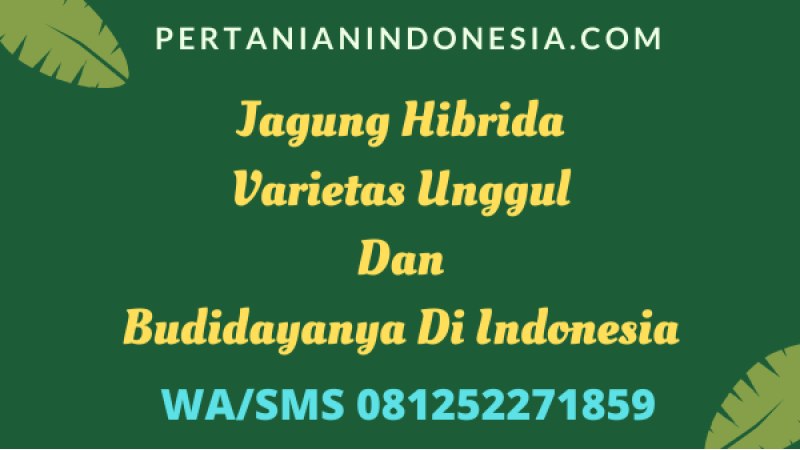 Jagung Hibrida Varietas Unggul Dan Budidayanya Di Indonesia