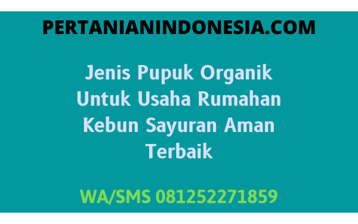 15 Cara Menanam Tomat Anti Virus Terbaik Hasil 5 Kg Per Tanaman