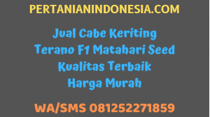 Jual Cabe Keriting Terano F1 Matahari Seed Kualitas Terbaik Harga Murah
