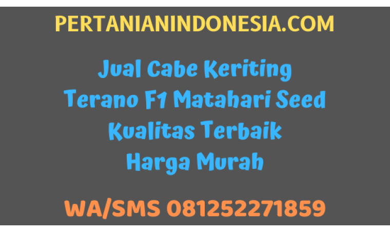 Jual Cabe Keriting Terano F1 Matahari Seed Kualitas Terbaik Harga Murah