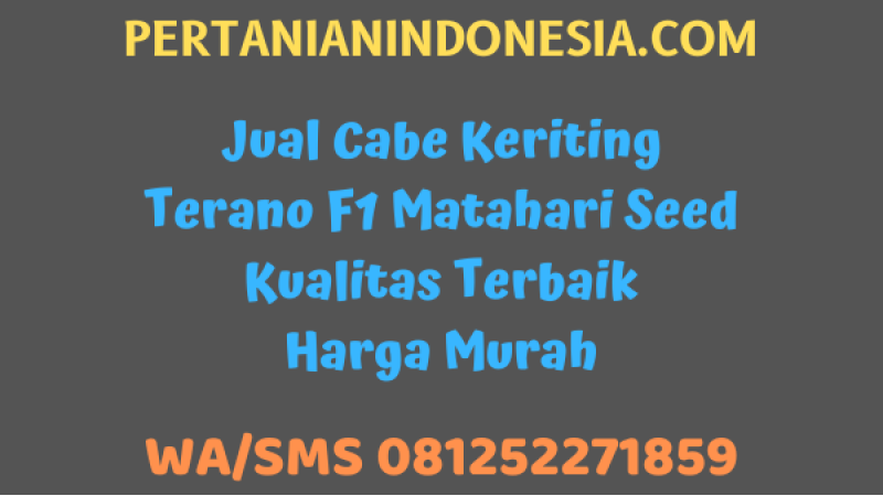 Jual Cabe Keriting Terano F1 Matahari Seed Kualitas Terbaik Harga Murah