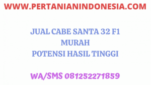 Jual Cabe Santa 32 F1 Koreana Seed Harga Murah Potensi Hasil Tinggi