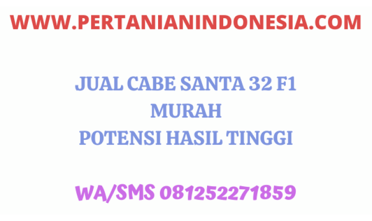 Jual Cabe Santa 32 F1 Koreana Seed Harga Murah Potensi Hasil Tinggi