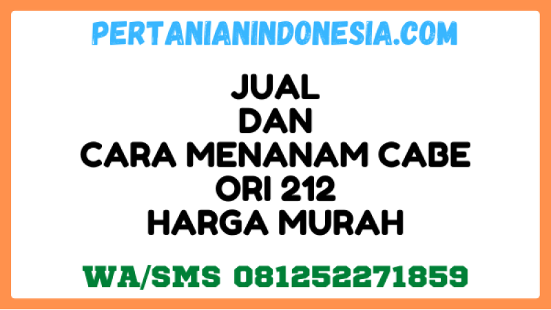 Jual Dan Cara Menanam Cabe ORI 212 Harga Murah