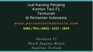 Jual Kacang Panjang Kanton Tavi F1 Termurah di Pertanian Indonesia