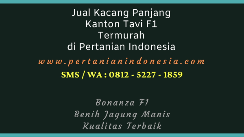 Jual Kacang Panjang Kanton Tavi F1 Termurah di Pertanian Indonesia