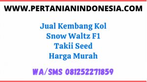 Jual Kembang Kol Snow Waltz F1 Takii Seed Harga Murah