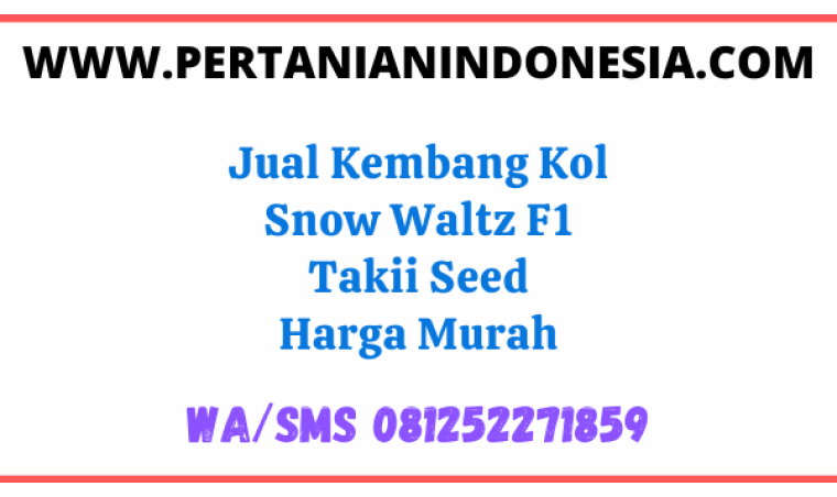 Jual Kembang Kol Snow Waltz F1 Takii Seed Harga Murah