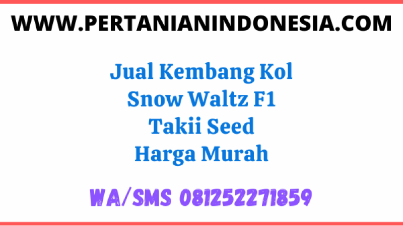 Jual Kembang Kol Snow Waltz F1 Takii Seed Harga Murah